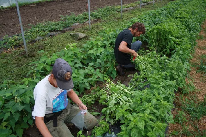 Deux membres de l’équipe récoltent à genoux entre des rangs de haricots et de basilic
