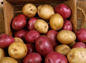 Pommes de terre rouges et jaunes dans une caisse de bois