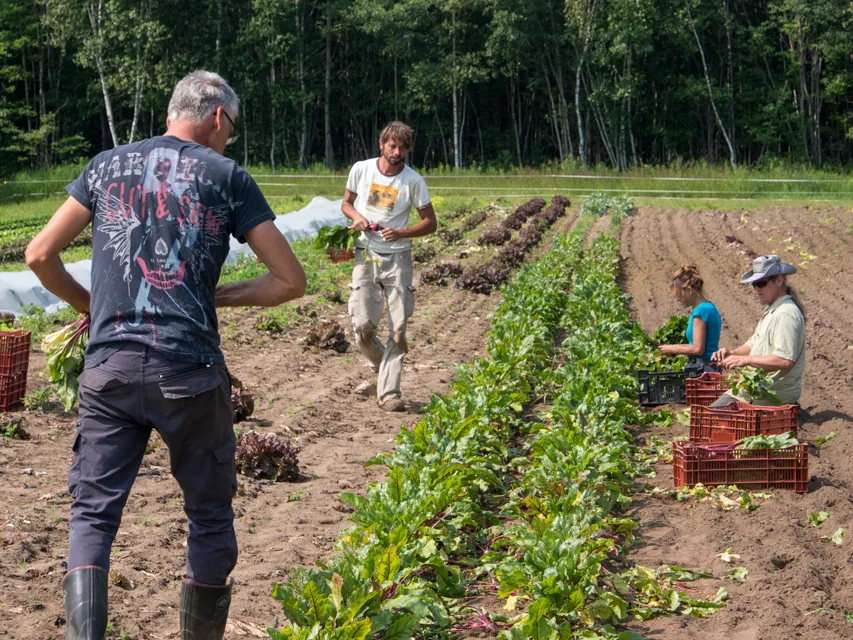 L’équipe de la ferme récolte des betteraves et des bettes à carde dans un rang, avec des caisses rouges