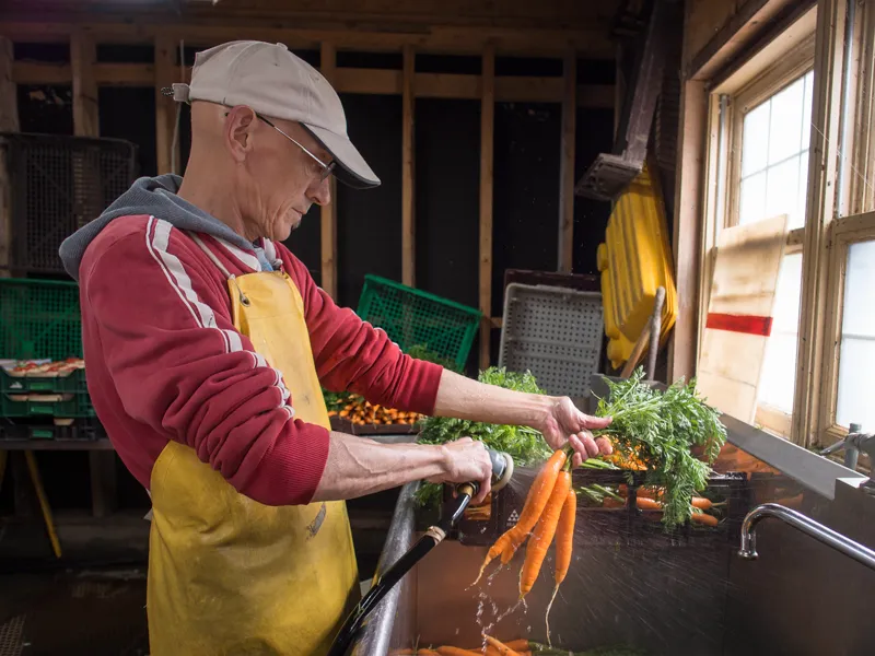 Un membre de l’équipe lave à grande eau des bottes de carottes fraîchement récoltées