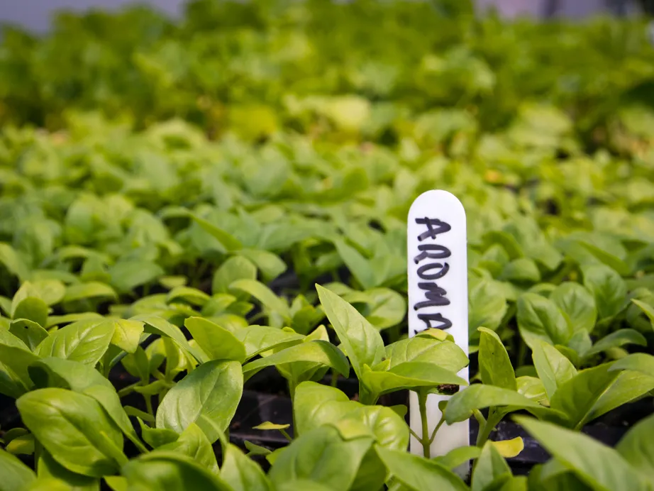 Jeunes plants de basilic en serre, avec une étiquette manuscrite « Aroma »