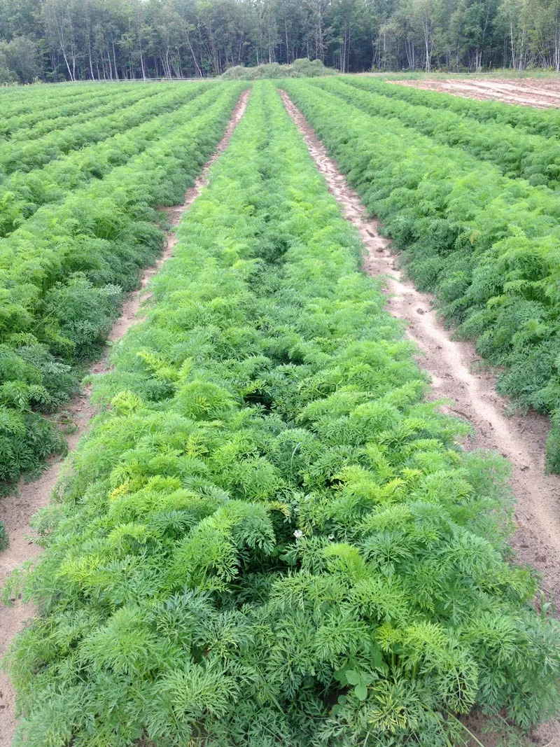 Longs rangs de carottes au feuillage dense, bordés par la forêt