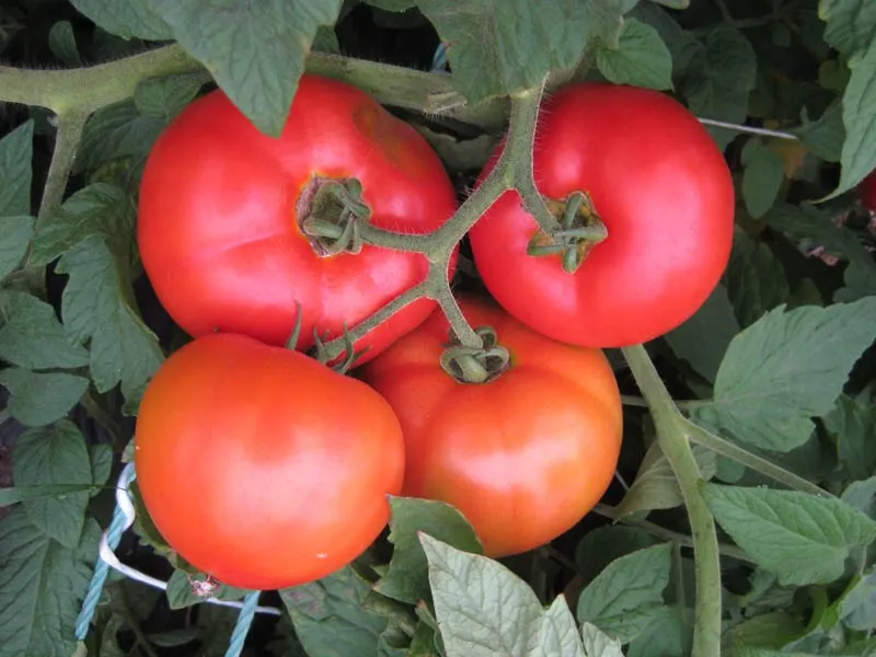 Grappe de quatre tomates rouges mûres sur le plant