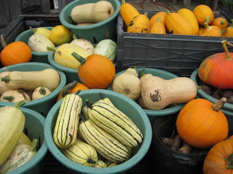Bacs remplis de courges d’hiver variées et de citrouilles