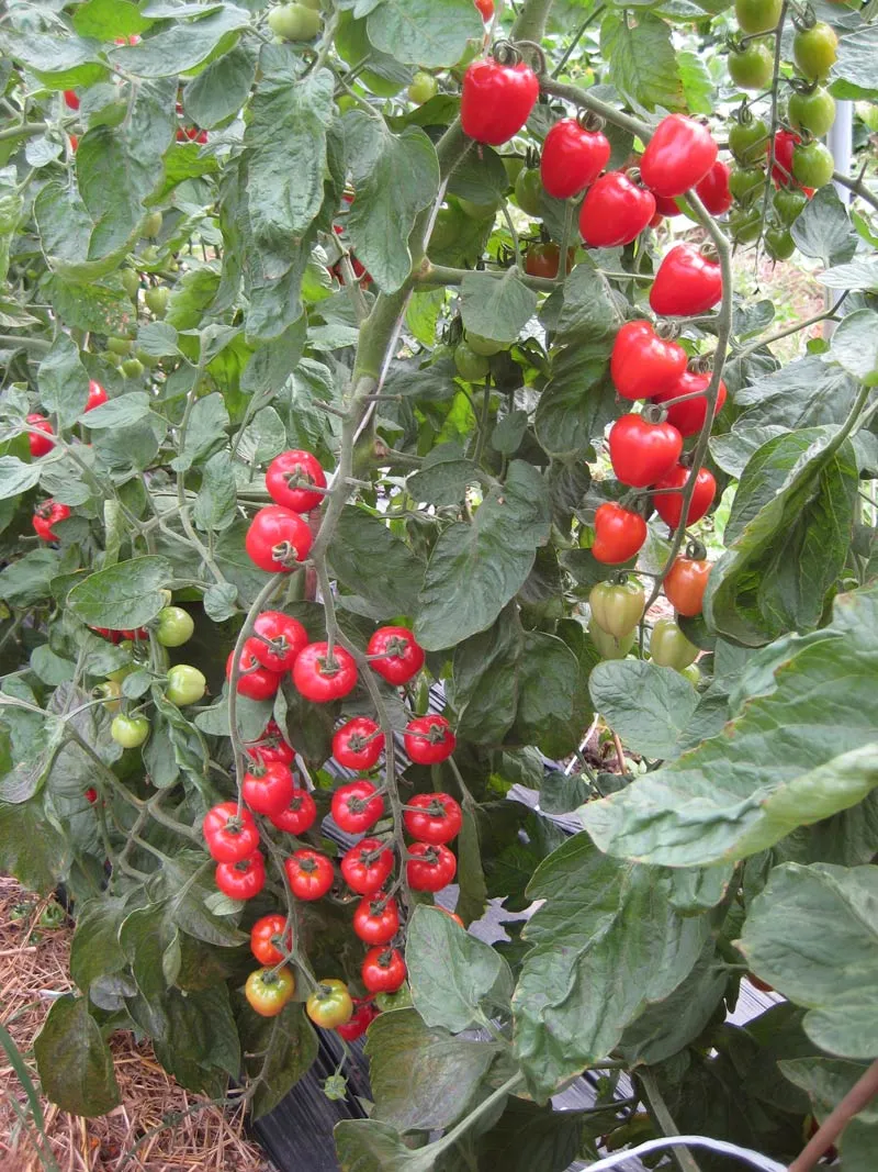 Grappes de tomates cerises rouges et vertes sur leurs plants
